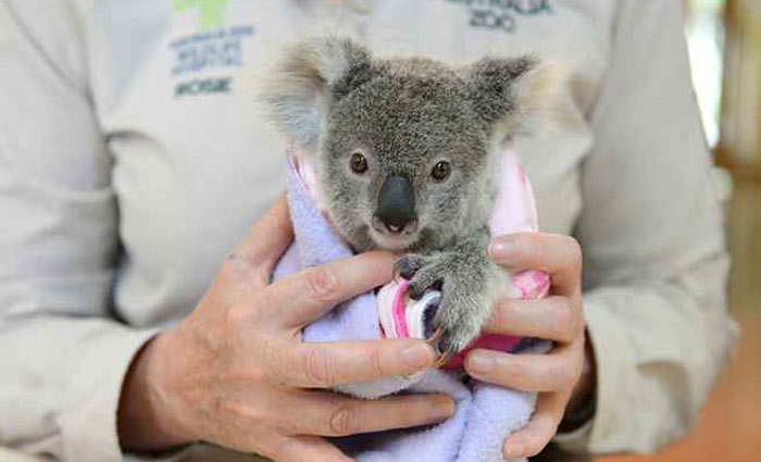 Shayne é um dos vários animais da espécie que recebem tratamento no hospital. Foto: Ben Beaden/Australia Zoo/AFP