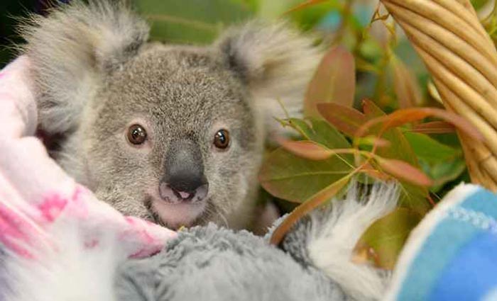 Riscos: de agosto a fevereiro, a temperatura sobe em todo o país e é comum que animais nativos comecem a se mover pela natureza, à procura de alimentos e de companheiros. Foto: Ben Beaden/Australia Zoo/AFP