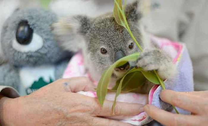 Recuperação: desde o resgate, uma coala de pelúcia ajuda o bebê coala a se recuperar da perda prematura da mãe. Foto: Ben Beaden/Australia Zoo/AFP