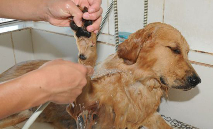 As câmeras deverão ser instaladas no local específico para tratamento, higiene e estética dos animais. Foto: Zuleika de Souza/Arquivo/CB/D.A Press/ As câmeras deverão ser instaladas no local específico para tratamento, higiene e estética dos animais. Foto: Zuleika de Souza/Arquivo/CB/D.A Press/