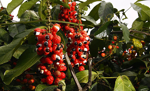 os benef&iacute;cios da fruta da Amaz&ocirc;nia v&atilde;o al&eacute;m da energia. Foto: Fernando Cavalcanti/EM/Divulga&ccedil;&atilde;o/os benef&iacute;cios da fruta da Amaz&ocirc;nia v&atilde;o al&eacute;m da energia. Foto: Fernando Cavalcanti/EM/Divulga&ccedil;&atilde;o