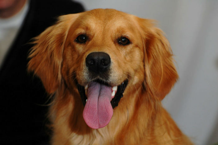 Dados da Associação Brasileira da Indústria de Produtos para Animais de Estimação (Abinpet) mostram que o setor pet deve crescer 6,7% neste ano. Foto: David Locke/Flickr/Reprodução/