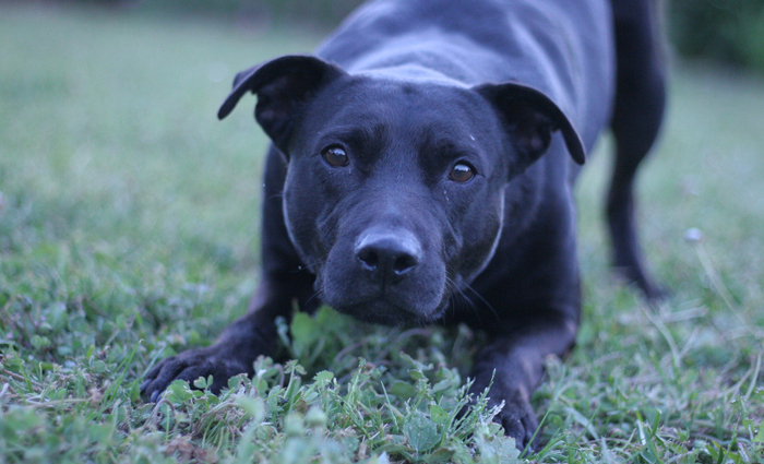 O levantamento identificou mais de 3,7 mil nomes diferentes de cães brasileiros. Foto: Dayna Ransley/Flickr/ O levantamento identificou mais de 3,7 mil nomes diferentes de cães brasileiros. Foto: Dayna Ransley/Flickr/