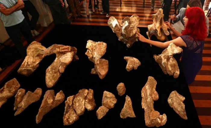 Uma vértebra do pescoço do animal foi encontrada na cidade de Presidente Prudente, no interior de São Paulo, em 1953, mas só começou a ser estudado estudado há três anos. Foto: Fabio Motta/AE/ Uma vértebra do pescoço do animal foi encontrada na cidade de Presidente Prudente, no interior de São Paulo, em 1953, mas só começou a ser estudado estudado há três anos. Foto: Fabio Motta/AE/