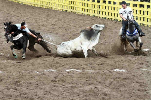 STF considerou que vaquejada causa sérios danos aos animais durante a prática. Foto: Alcione Ferreira/