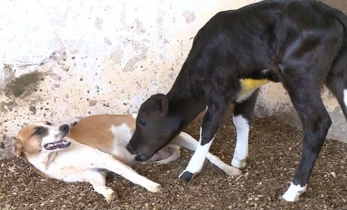 O veterinário Stelio Simões, a bezerra foi propositalmente separada da mãe após o nascimento. Foto: Reprodução/Internet/O veterinário Stelio Simões, a bezerra foi propositalmente separada da mãe após o nascimento. Foto: Reprodução/Internet