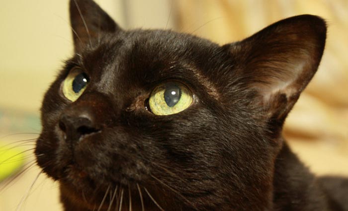 A ideia é evitar que os felinos sejam utilizados em rituais ou sacrificados, como costuma ocorrer nesse período do Haloween. Foto: iyoupapa/Flickr/Reprodução/ A ideia é evitar que os felinos sejam utilizados em rituais ou sacrificados, como costuma ocorrer nesse período do Haloween. Foto: iyoupapa/Flickr/Reprodução/