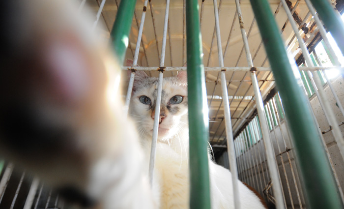 Os cães e gatos para adoção estão microchipados e castrados. Foto: Guilherme Veríssimo/Arquivo DP/