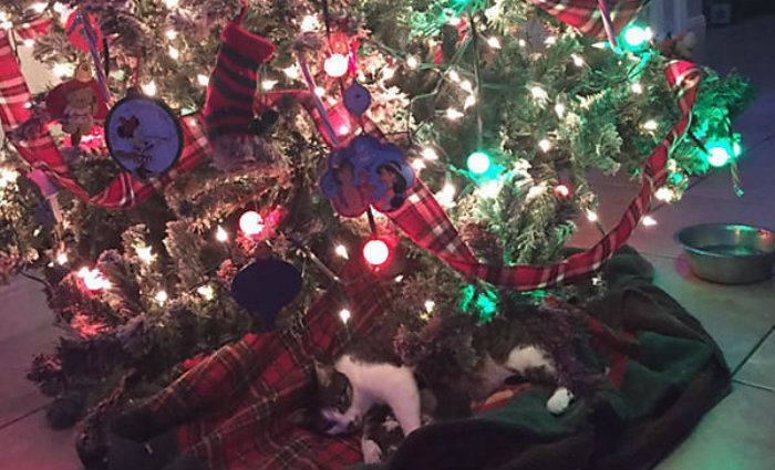 Mamãe felina e seus filhotinhos debaixo da árvore de natal. Foto: Twitter/Reprodução/Mamãe felina e seus filhotinhos debaixo da árvore de natal. Foto: Twitter/Reprodução Mamãe felina e seus filhotinhos debaixo da árvore de natal. Foto: Twitter/Reprodução/Mamãe felina e seus filhotinhos debaixo da árvore de natal. Foto: Twitter/Reprodução