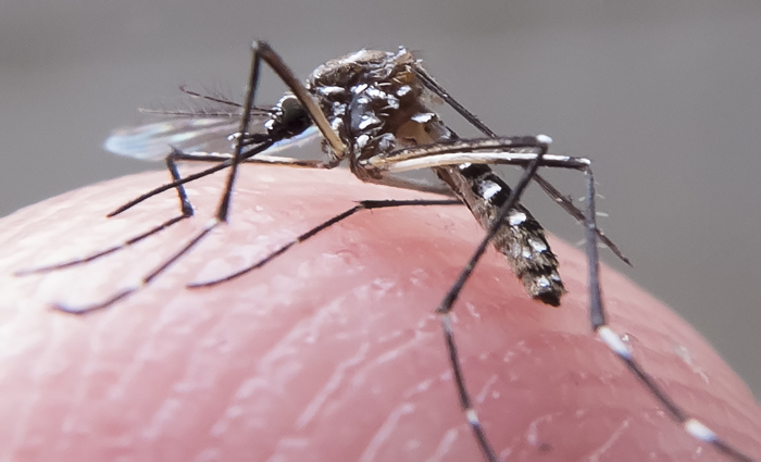 O mosquito Aedes aegypti, transmissor da dengue, da febre chikungunya e do vírus zika. Foto: Rafael Neddermeyer/Fotos Públicas