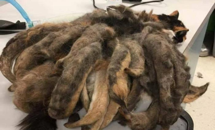 Uma possível explicação que os profissionais encontraram para a situação de Hidey é seu peso, o que torna mais difícil que ela consiga se limpar. Foto: Western PA Humane Society/Divulgação/ Uma possível explicação que os profissionais encontraram para a situação de Hidey é seu peso, o que torna mais difícil que ela consiga se limpar. Foto: Western PA Humane Society/Divulgação/