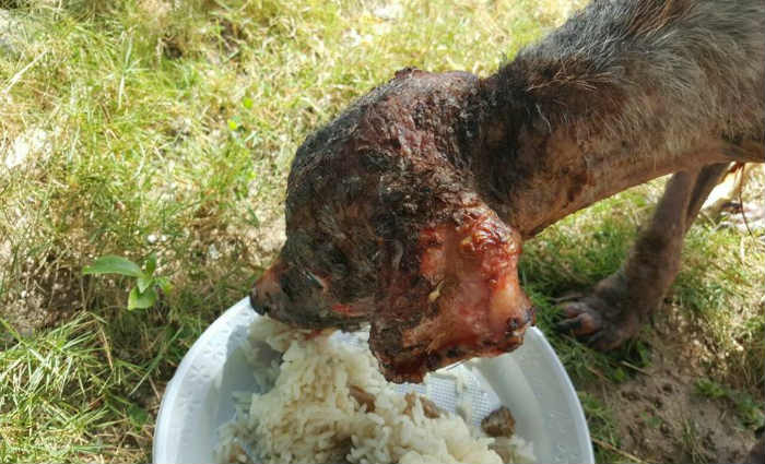 Segundo a ONG SOS Amigo dos Animais, Hulk está recebendo soro para se fortalecer e suas feridas estão sendo limpas e tratadas. Foto: Divulgação/SOS Amigo dos Animais/