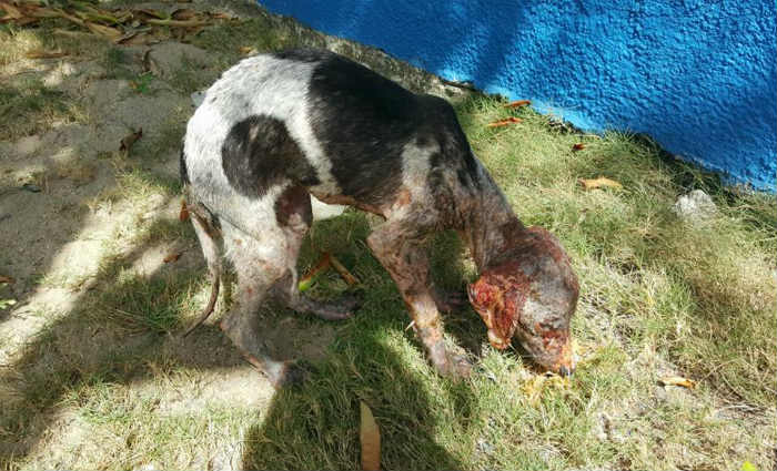 O quadro de saúde de Hulk é preocupante, mas ele está sendo bem cuidado e assistido, informa a ONG. Foto: Divulgação/SOS Amigo dos Animais