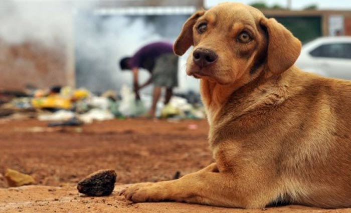Proposta dispõe sobre a conduta de médicos veterinários e zootecnistas em relação a maus-tratos contra animais vertebrados. Foto: Minervino Júnior/CB/D.A. Press/