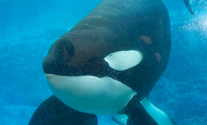 Tilikum matou sua treinadora, Dawn Brancheau, em 2010. Foto: SeaWorld/Divulgação/ Tilikum matou sua treinadora, Dawn Brancheau, em 2010. Foto: SeaWorld/Divulgação/