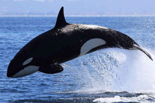 Tilikum nasceu e foi capturada nas águas da Islândia em 1983, no Hemisfério Norte. Foto: Reprodução/Facebook/ Tilikum nasceu e foi capturada nas águas da Islândia em 1983, no Hemisfério Norte. Foto: Reprodução/Facebook/