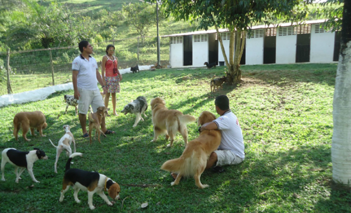 Pet passa por intensas atividades físicas e recreativas realizadas no lugar onde estão hospedados. Foto: Caninos Adestramento/Divulgação/Pet passa por intensas atividades físicas e recreativas realizadas no lugar onde estão hospedados. Foto: Caninos Adestramento/Divulgação Pet passa por intensas atividades físicas e recreativas realizadas no lugar onde estão hospedados. Foto: Caninos Adestramento/Divulgação/Pet passa por intensas atividades físicas e recreativas realizadas no lugar onde estão hospedados. Foto: Caninos Adestramento/Divulgação