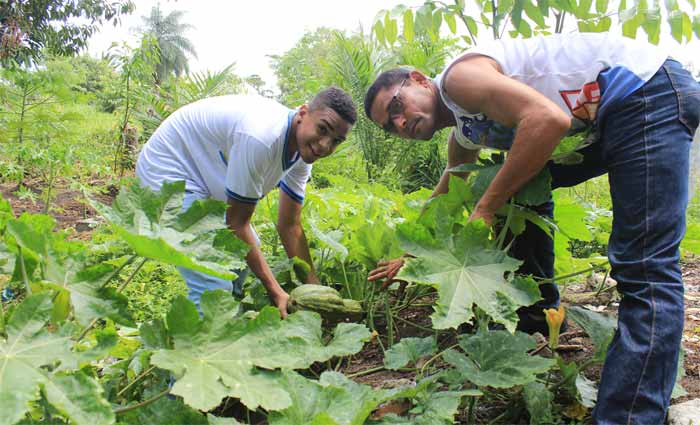 Terreno que fazia parte do colégio foi transformado em horta escolar. Foto: Marlon Diego/Esp.DP/ Terreno que fazia parte do colégio foi transformado em horta escolar. Foto: Marlon Diego/Esp.DP/