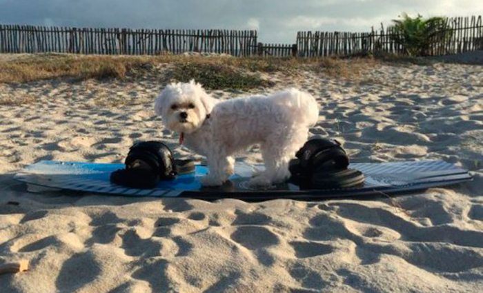 Lorena Fortes levou o fiel amigo Luke Skywalker, um malt&ecirc;s de 2 anos, para curtir com ela as f&eacute;rias no litoral do Piau&iacute;. Foto: Arquivo pessoal/