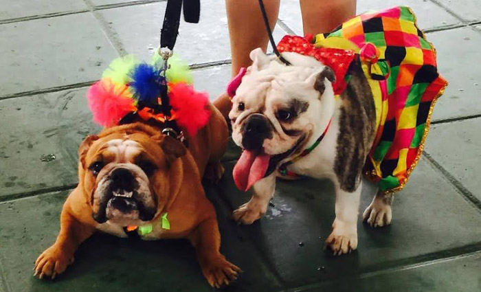 Concurso de fantasias é um dos momentos mais esperados do evento. Foto: Kennel/Divulgação/Concurso de fantasias é um dos momentos mais esperados do evento. Foto: Kennel/Divulgação Concurso de fantasias é um dos momentos mais esperados do evento. Foto: Kennel/Divulgação/Concurso de fantasias é um dos momentos mais esperados do evento. Foto: Kennel/Divulgação