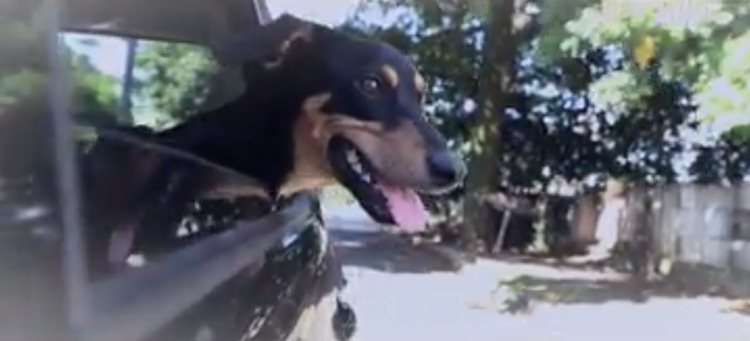 /No vídeo, um cachorro sem raça definida é abandonado pela dona e vive o seu primeiro dia na rua. Foto: Reprodução/Facebook /No vídeo, um cachorro sem raça definida é abandonado pela dona e vive o seu primeiro dia na rua. Foto: Reprodução/Facebook
