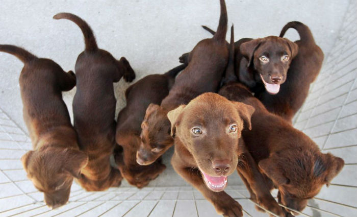 É importante lembrar de colocar uma etiqueta de identificação no animal antes de viajar. Foto: Marcelo Horn/ GERJ/ É importante lembrar de colocar uma etiqueta de identificação no animal antes de viajar. Foto: Marcelo Horn/ GERJ/