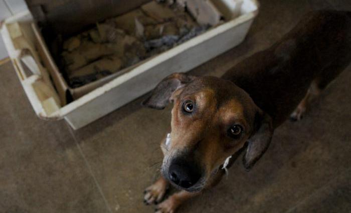 Para entrar e participar do Pet Lovers é preciso levar 1kg de ração ou um item de material de limpeza. Foto: Gabriel Jabur/Agência Brasília/ Para entrar e participar do Pet Lovers é preciso levar 1kg de ração ou um item de material de limpeza. Foto: Gabriel Jabur/Agência Brasília/