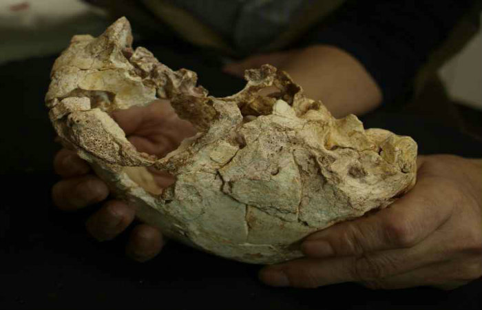 Escondido em uma gruta, o fóssil pode ajudar a desvendar como se deu a evolução dos nossos antepassados. Foto: Universidade de Lisboa/Divulgação/ Escondido em uma gruta, o fóssil pode ajudar a desvendar como se deu a evolução dos nossos antepassados. Foto: Universidade de Lisboa/Divulgação/