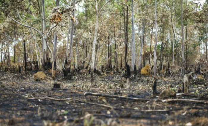 Cerrado já perdeu 46% da cobertura nativa por causa do desmatamento. Foto: Marcelo Camargo/Agência Brasil/