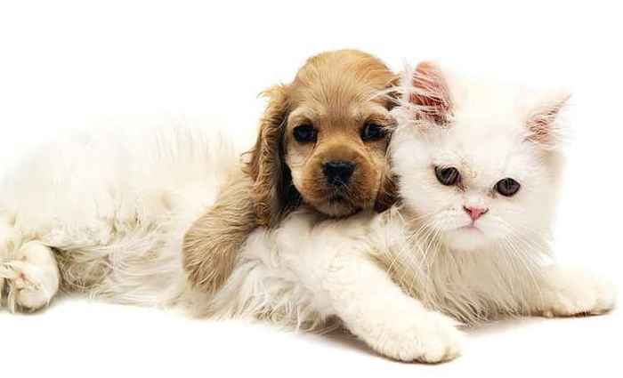 Os donos de cães e gatos gastam mais do que imaginam. A maior parte dos entrevistados chega a gastar mais 100 reais por mês com os bichinhos/PetShow/Divulgação