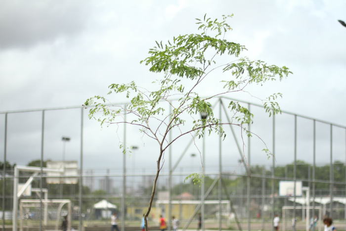 As mudas plantadas já contavam com 2,5 metros de altura como forma de dar às plantas uma maior chance de sobrevivência. Foto: Marlon Diego/Esp. DP/As mudas plantadas já contavam com 2,5 metros de altura como forma de dar às plantas uma maior chance de sobrevivência. Foto: Marlon Diego/Esp. DP As mudas plantadas já contavam com 2,5 metros de altura como forma de dar às plantas uma maior chance de sobrevivência. Foto: Marlon Diego/Esp. DP/As mudas plantadas já contavam com 2,5 metros de altura como forma de dar às plantas uma maior chance de sobrevivência. Foto: Marlon Diego/Esp. DP