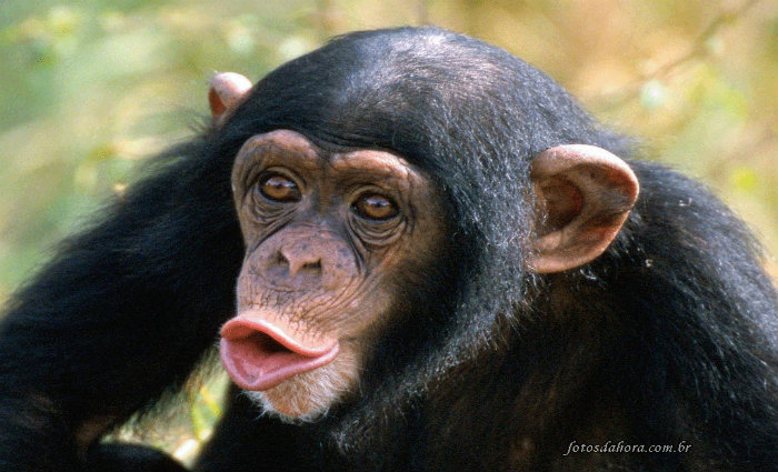 No teste, uma pessoa colocava um objeto em uma de duas caixas disponíveis, enquanto um macaco olhava. Foto: Willian Silva/Flickr/Reprodução/ No teste, uma pessoa colocava um objeto em uma de duas caixas disponíveis, enquanto um macaco olhava. Foto: Willian Silva/Flickr/Reprodução/