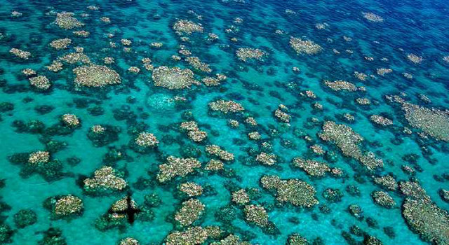 O branqueamento dos corais provoca a expulsão das algas simbióticas que dão ao coral sua color e seus nutrientes. Foto: Correio Braziliense/Reprodução/