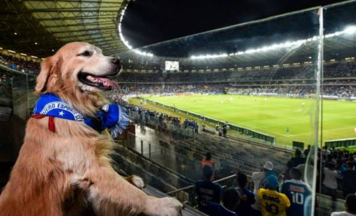 O espaço é o primeiro em estádios de futebol do Brasil e foi aprovado pelos cãezinhos e seus humanos de estimação que compareceram. Foto: Reprodução/Agência 17/O espaço é o primeiro em estádios de futebol do Brasil e foi aprovado pelos cãezinhos e seus humanos de estimação que compareceram. Foto: Reprodução/Agência 17 O espaço é o primeiro em estádios de futebol do Brasil e foi aprovado pelos cãezinhos e seus humanos de estimação que compareceram. Foto: Reprodução/Agência 17/O espaço é o primeiro em estádios de futebol do Brasil e foi aprovado pelos cãezinhos e seus humanos de estimação que compareceram. Foto: Reprodução/Agência 17