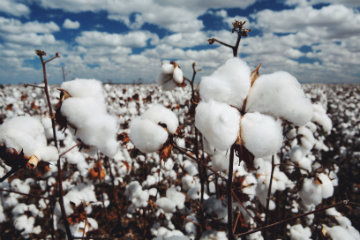 A matéria-prima e o processo de fabricação das peças são preocupações da moda sustentável. Foto: The True Cost/Reprodução