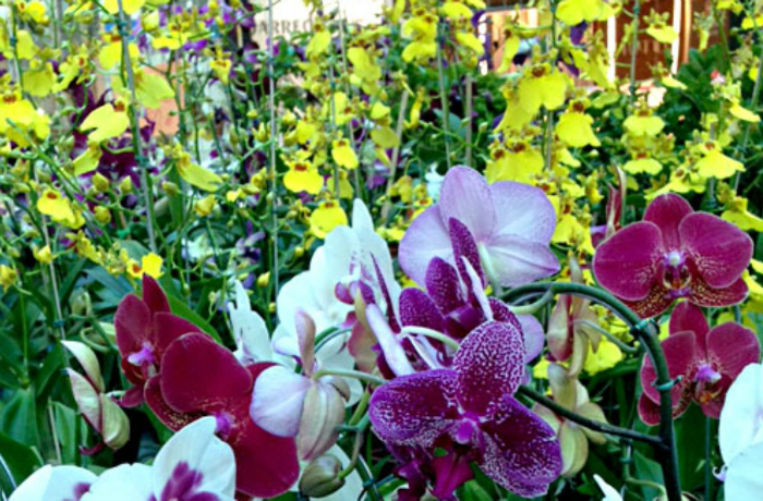 A expectativa &eacute; de que mais de 50 mil pessoas visitem o espa&ccedil;o. Foto: Festival de Flores de Holambra/Divulga&ccedil;&atilde;o/A expectativa &eacute; de que mais de 50 mil pessoas visitem o espa&ccedil;o. Foto: Festival de Flores de Holambra/Divulga&ccedil;&atilde;o