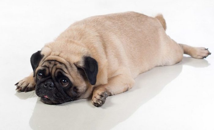 /Petshow/Divulgação