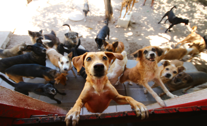 Cerca de 50 cães e gatos estarão à espera de um novo lar, na primeira edição do Festival Animal Foto: Karina Morais/Esp.Dp/