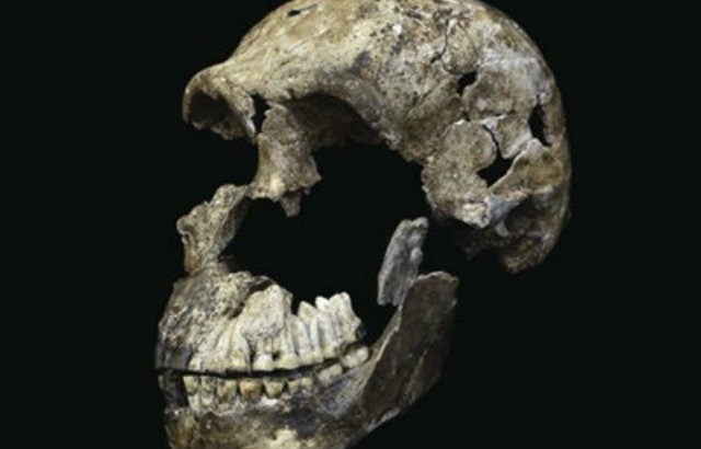 Crânio de Homo Naledi encontrado em câmara do complexo de cavernas Rising Star: primeira vez que há evidências de que outro hominídeo sobreviveu ao lado dos Homo sapiens na África. Foto: Correio Braziliense/Reprodução/ Crânio de Homo Naledi encontrado em câmara do complexo de cavernas Rising Star: primeira vez que há evidências de que outro hominídeo sobreviveu ao lado dos Homo sapiens na África. Foto: Correio Braziliense/Reprodução/
