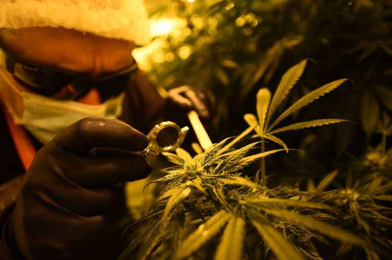 O cannabidiol (CBD) é derivado da planta da cannabis. Foto: filippo monteforte/AFP/ O cannabidiol (CBD) é derivado da planta da cannabis. Foto: filippo monteforte/AFP/