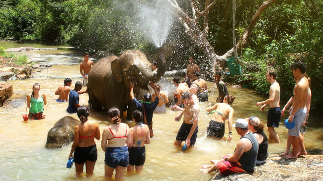 Não caia naqueles programas de turistas com animais no Centro ou Sul do país. Se quer contato com os elefantes, procure as fazendas próximas a Chiang Mai