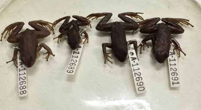 Além de maior (3,1 cm em média contra 2,8 da espécie-prima) e com uma coloração mais escura, o que o entregou a nova espécie foi seu canto peculiar. Foto: Leo Malagoli/USP - Divulgação/ Além de maior (3,1 cm em média contra 2,8 da espécie-prima) e com uma coloração mais escura, o que o entregou a nova espécie foi seu canto peculiar. Foto: Leo Malagoli/USP - Divulgação/