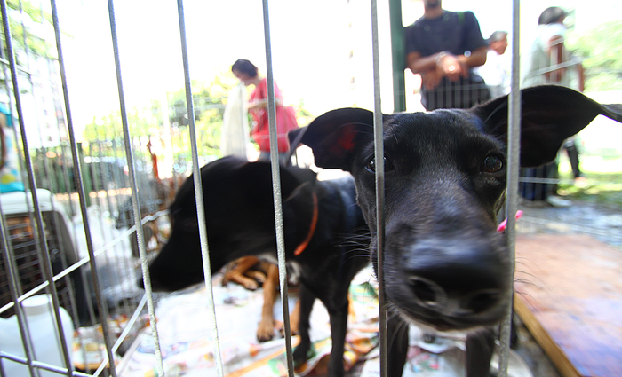 Na data agendada, os cachorros e gatos são avaliados pelos veterinários para saber se estão aptos a realizar a cirurgia. Foto: Annaclarice Almeida/DP/Na data agendada, os cachorros e gatos são avaliados pelos veterinários para saber se estão aptos a realizar a cirurgia. Foto: Annaclarice Almeida/DP