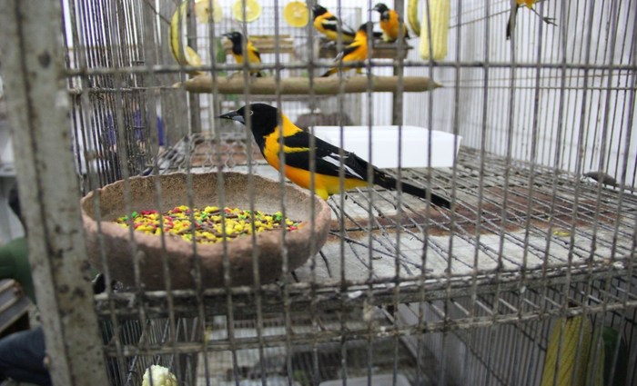 Aves são de ocorrência no Nordeste e foram apreendidas em São Paulo por policiais militares do Estado, em diversas operações de fiscalização pelo Estado. Foto: Divulgação/CPRH/Aves são de ocorrência no Nordeste e foram apreendidas em São Paulo por policiais militares do Estado, em diversas operações de fiscalização pelo Estado. Foto: Divulgação/CPRH Aves são de ocorrência no Nordeste e foram apreendidas em São Paulo por policiais militares do Estado, em diversas operações de fiscalização pelo Estado. Foto: Divulgação/CPRH/Aves são de ocorrência no Nordeste e foram apreendidas em São Paulo por policiais militares do Estado, em diversas operações de fiscalização pelo Estado. Foto: Divulgação/CPRH