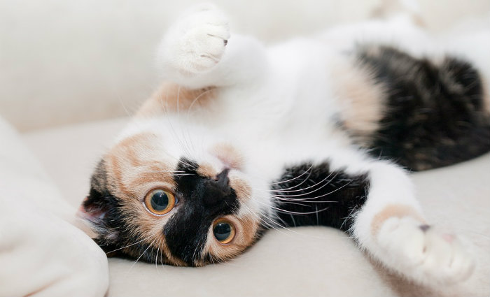 No mundo existem mais de 500 milhões de gatos domésticos. Foto: Pixabay/ No mundo existem mais de 500 milhões de gatos domésticos. Foto: Pixabay/