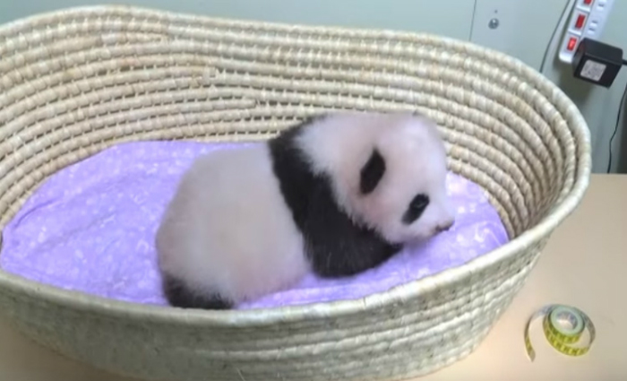 A bebê panda gigante não tem nome e as autoridades japonesas convidaram a população para batizá-la. Foto: Reprodução/Youtube