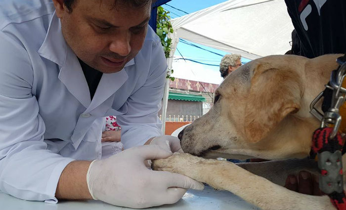 Atendimento veterinário gratuito este sábado no Ibura. Foto: Divulgação/ Atendimento veterinário gratuito este sábado no Ibura. Foto: Divulgação/