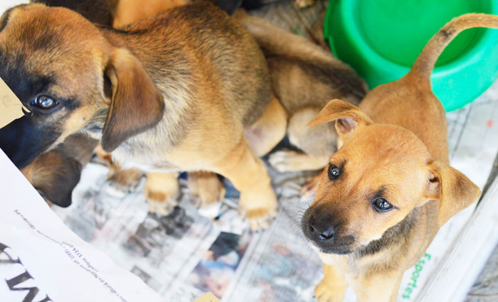 A ação "Adote um amigo" acontece das 11h às 17h. Foto: Divulgação/