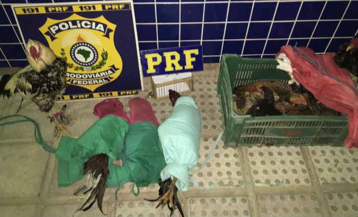Trio &eacute; preso com 10 galos de briga em Serra Talhada. Foto: PRF/ Divulga&ccedil;&atilde;o/