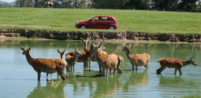 O contagio também atingiu outros animais do parque. Foto: Pampas Safari/Divulgação/ O contagio também atingiu outros animais do parque. Foto: Pampas Safari/Divulgação/
